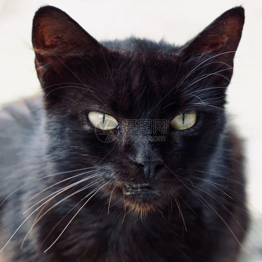 街上美丽的流浪猫肖像图片