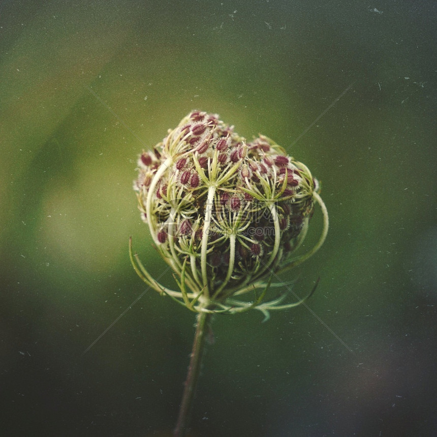 秋季花园的美丽绿图片