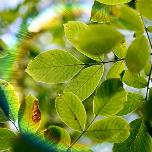 秋季绿树叶和阳光图片