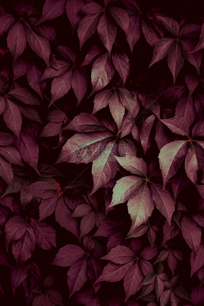 秋季花园的红树叶图片