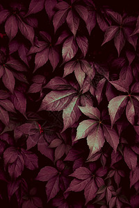秋季花园的红树叶背景图片