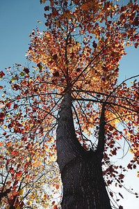 秋季色叶和时山上棕树图片
