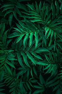 自然绿色背景的植物树叶图片