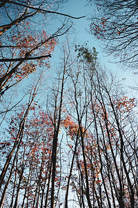 秋季色棕和红叶树背景图片