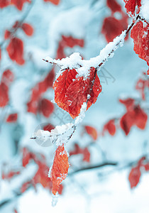 冬季红叶上的雪背景图片