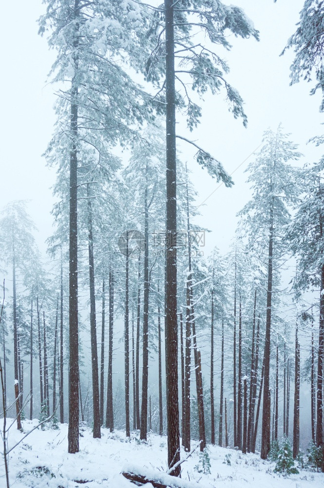 西班牙毕尔巴鄂山上的雪冬季图片