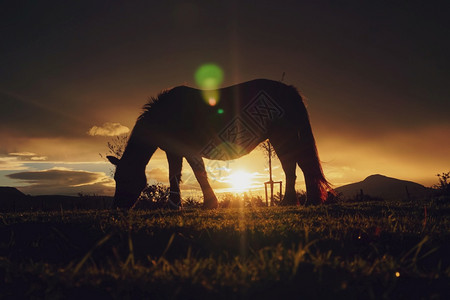 野外的马背和日落动物主题图片