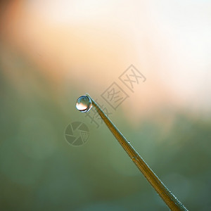 在雨天绿色背景的草叶上滴图片