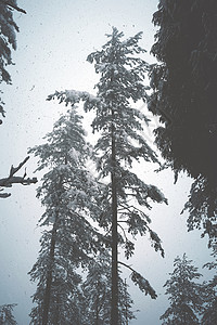 冬季雪山上松树的雪冬季白色背景图片