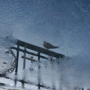 水坑上的鸽子反射图片