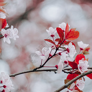 春季美丽的樱花图片