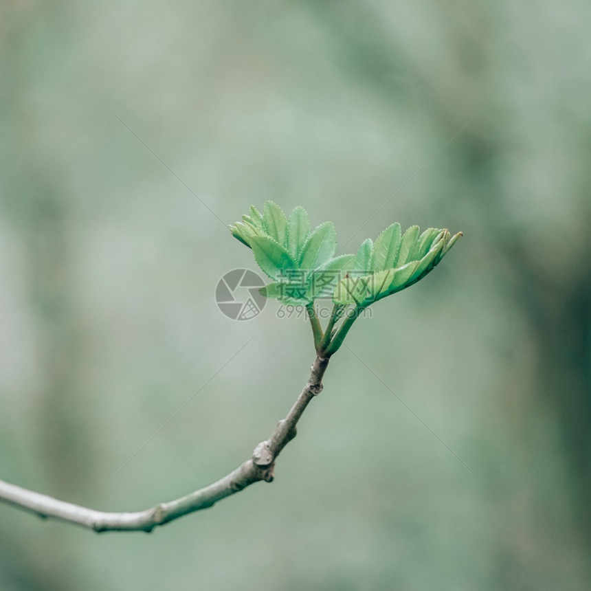 春季绿植物芽图片