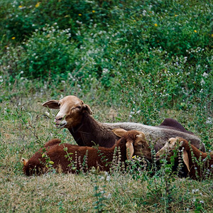 草原上的棕色绵羊图片