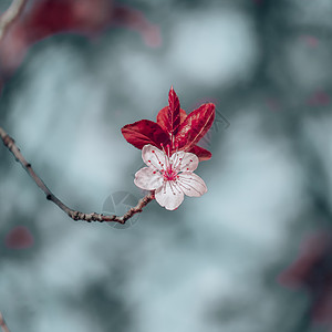 春季美丽的樱花图片