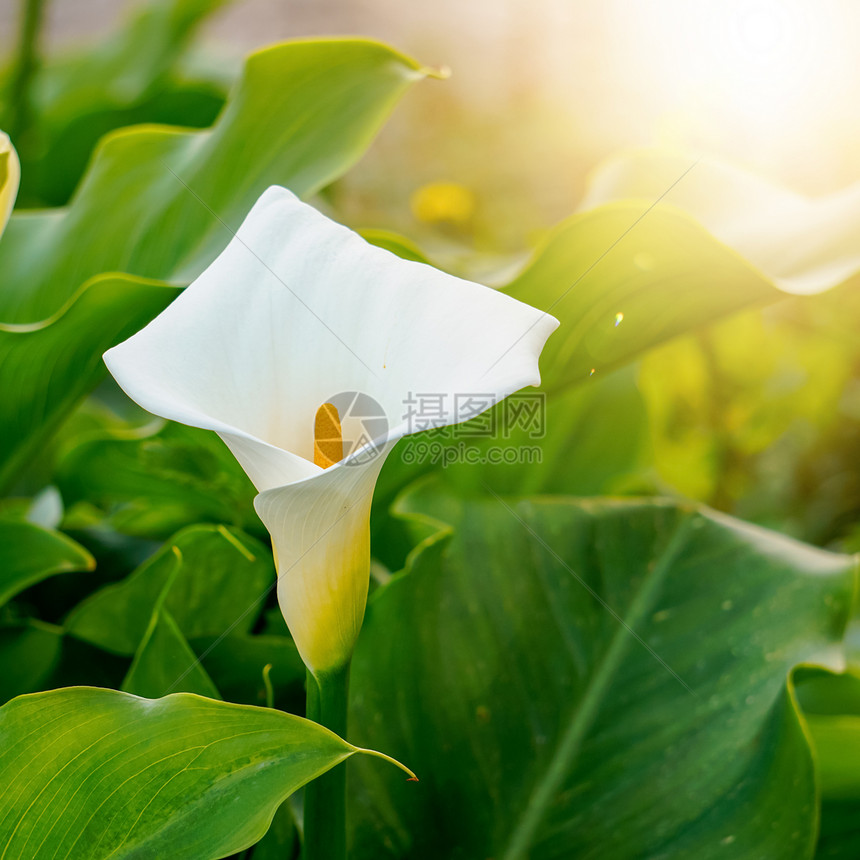 春季花园里美丽的花朵图片