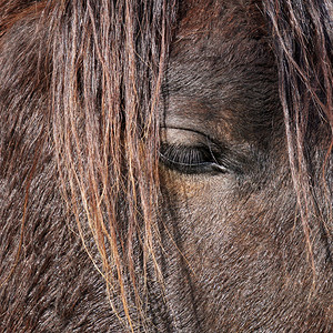 自然界中美丽的黑马肖像图片