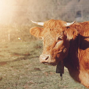草原上美丽的棕色奶牛农村景图片