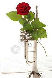 阿莫尔红玫瑰和旧笔记小号爱音乐白色背景背景