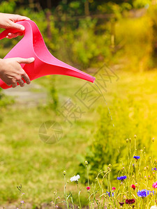 在后院花园里工作的女人手握士可以在户外给花朵浇水图片