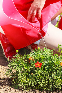 园艺在后院花工作在户外为花卉浇水的封闭式妇女图片