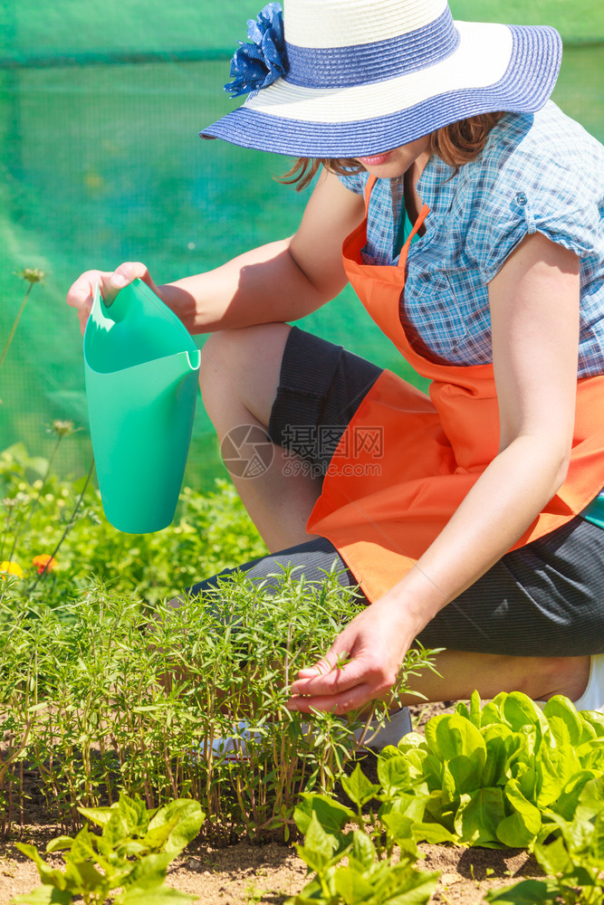 园艺穿着橙色围裙的大帽子成熟女在庭外的花园浇水植物棚工作图片