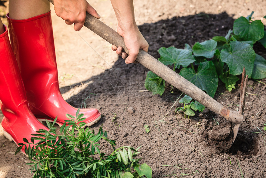 在花园里做暑假工作近身女子重新种植物女双手握着铲子在户外挖土坑图片