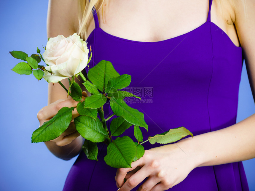手握白玫瑰花的年轻女子情人节和妇女礼物概念手握白玫瑰的女子图片
