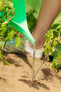 拥有绿水的人类哈可以给温室中的幼苗番茄植物浇水图片
