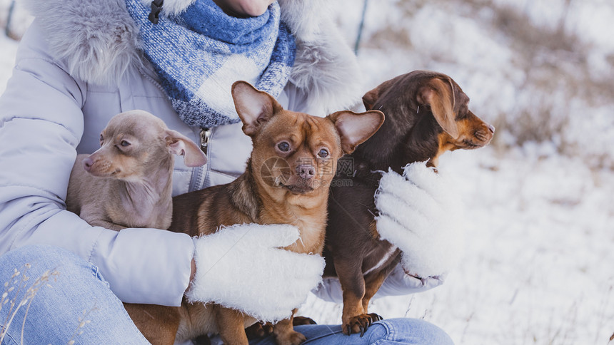 女婴在寒冷的冬天与小纯种狗玩耍女婴在冬天与狗玩耍图片