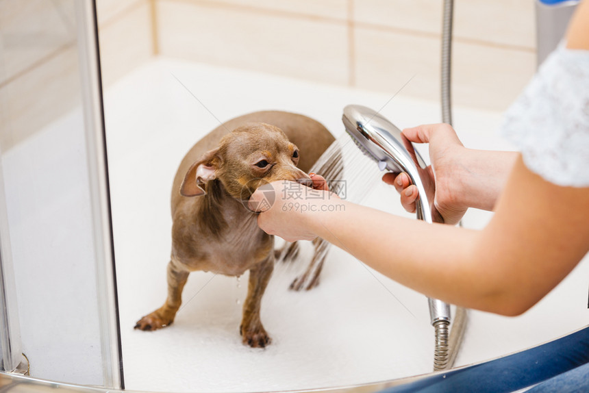 女洗涤清淋浴下的皮革大鼠清洁草药动物卫生概念女洗涤她的狗女洗涤她的狗图片