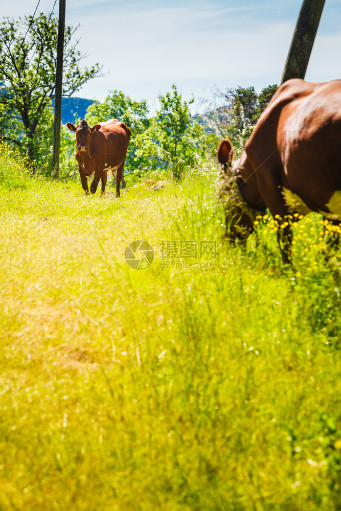 野牛在绿草地上吃牛在绿地上吃图片