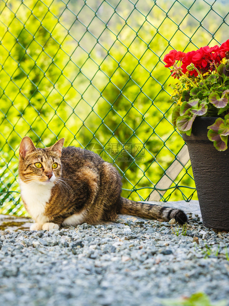 野兽棕色小猫在花园里玩得开心阳光下暖猫在花园里玩得开心图片