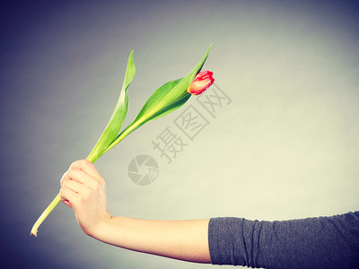 女人手拿着灰色的红绿郁金香花手拿着郁金香花图片