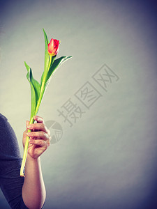 女人手拿着灰色的红绿郁金香花手拿着郁金香花图片