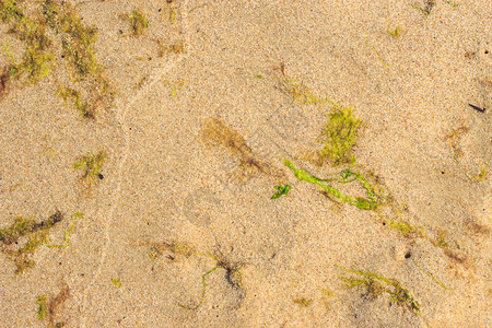 海岸沙滩和藻类的背景或纹理海滩沙的背景或纹理图片