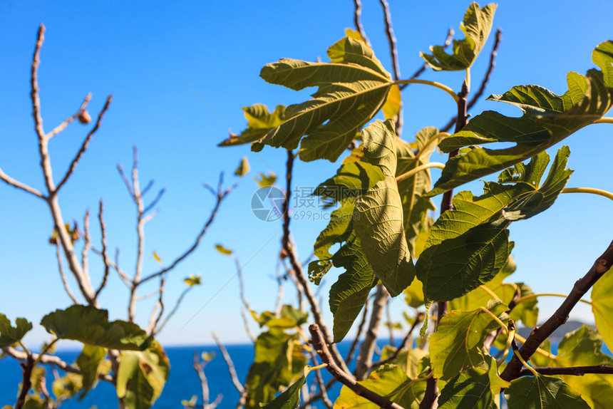 地中海植物群概念绿树丛与许多叶相近自然概念图片