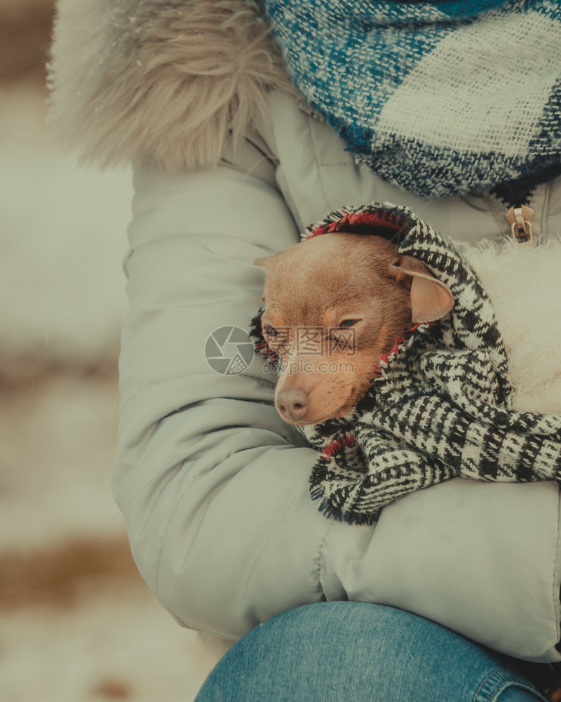 女人用毛毯围巾裹住她最好的朋友小狗在寒冷的冬天取暖动物保护存收养概念女孩在寒冷的一天拥抱温暖她的狗图片