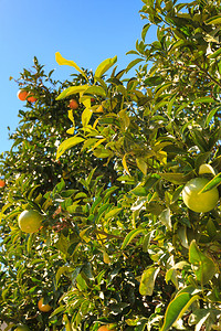 美丽的绿树生橙子地中海植物自然生长的水果绿色树图片