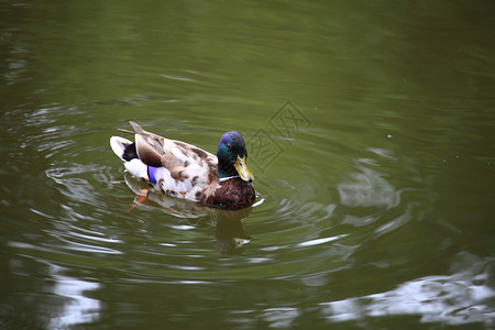 野鸭在外绿湖中漂浮图片