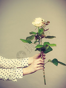 国际妇女日或母亲手指甲拿着白玫瑰花刻画形象女手拿着白玫瑰花图片