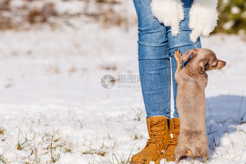 女婴在冬天玩得开心女婴在雪下时与小纯种狗玩耍女婴在冬天与狗玩耍图片