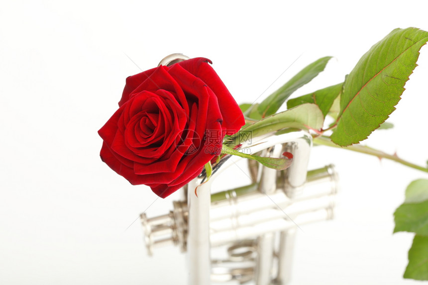 红玫瑰和小号爱音乐白色背景音乐图片