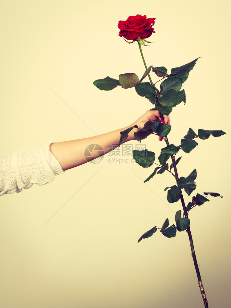 女人手握花朵红玫瑰浪漫情人节日手势黄色背景妇女手握花朵红玫瑰图片