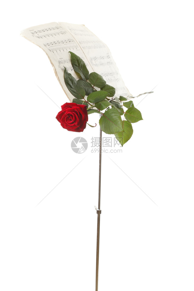 红玫瑰和旧笔记喜欢音乐白背景图片