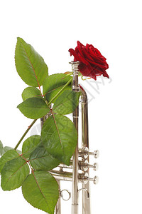 红玫瑰和小号爱音乐白色背景音乐图片
