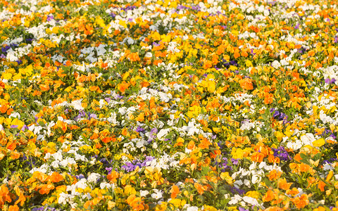 花朵多姿彩的春天自然背景或质地图片
