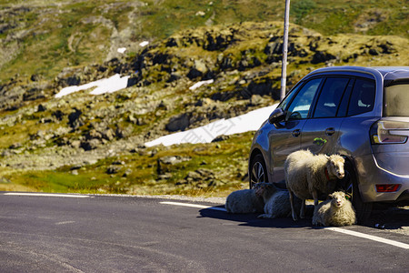 羔羊躺在路边的车辆下图片