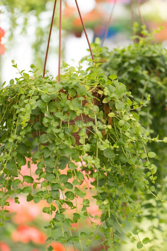 在温室植物园里挂着不同种类的花和植物图片