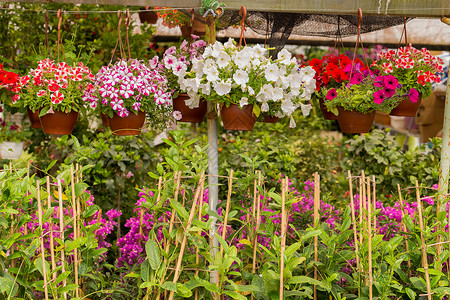 在温室植物园里挂着的锅各种花和植物图片