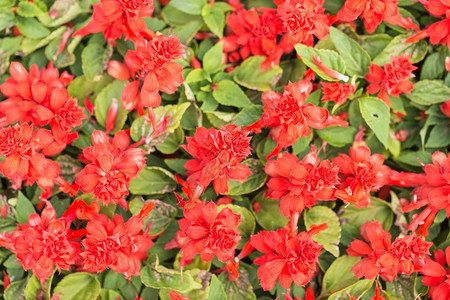 温室植物园的红花图片